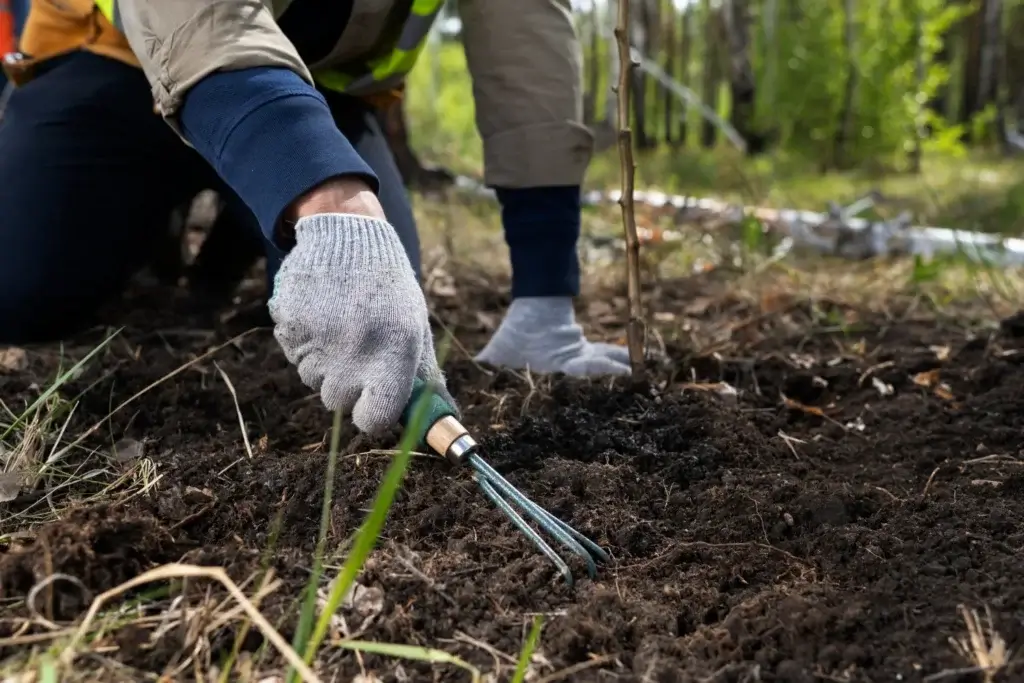 Man planting a tree with shovel in a garden setting